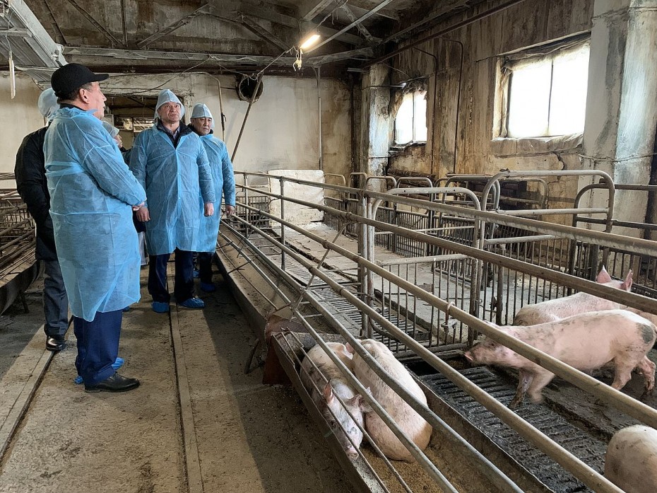 Увеличить местное производство свинины планируют в Якутии