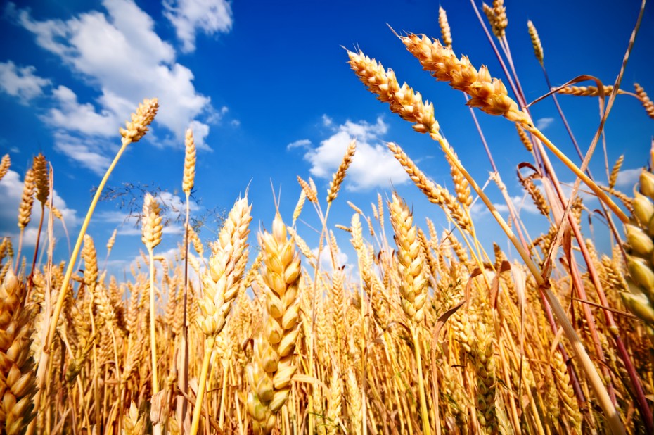 Временно запрещен экспорт сахара и зерновых из России в некоторые страны