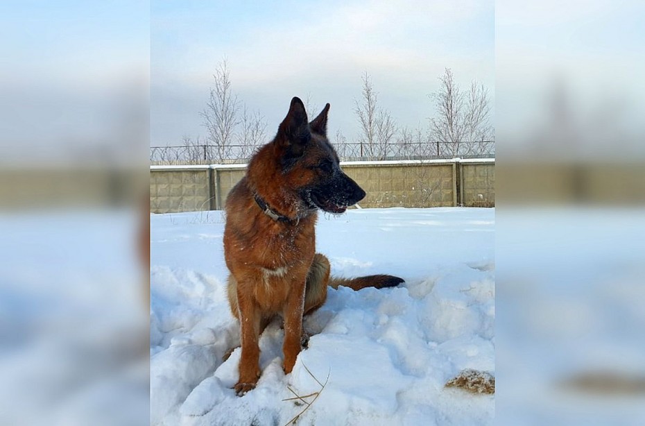 Виновного в нападении на человека с ножом в Якутске нашла служебная собака