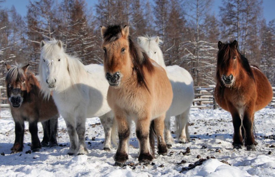 Конные заводы по разведению якутской породы лошадей появятся в четырёх районах Якутии