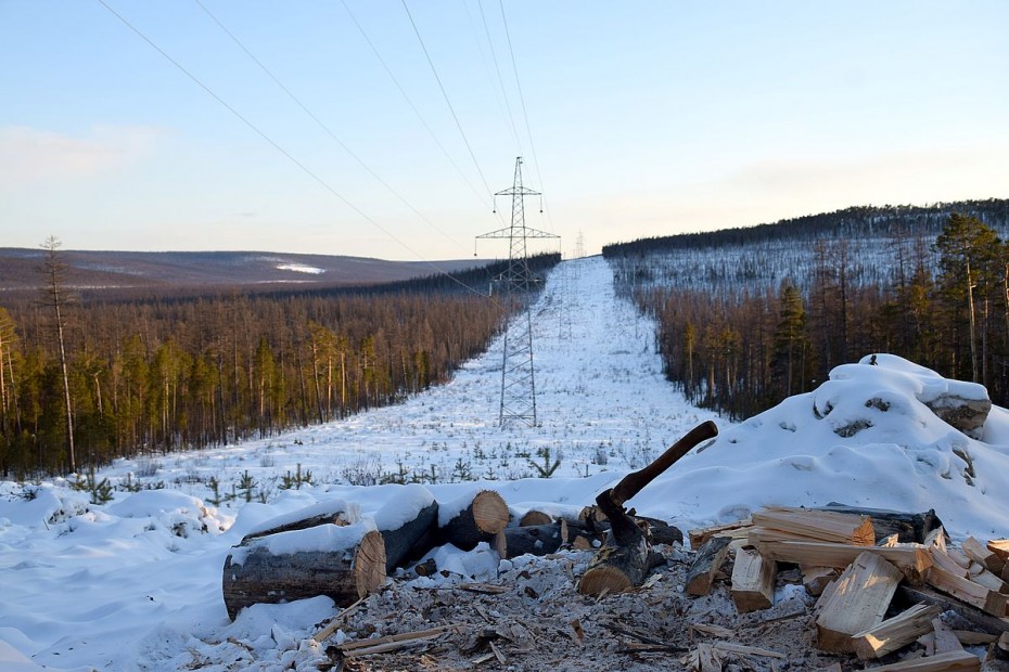 Двоих жителей Якутии приговорили к срокам в колонии строгого режима за незаконную рубку деревьев