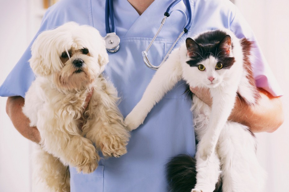  Бесплатная вакцинация домашних животных пройдет в Якутске 16 и 23 апреля