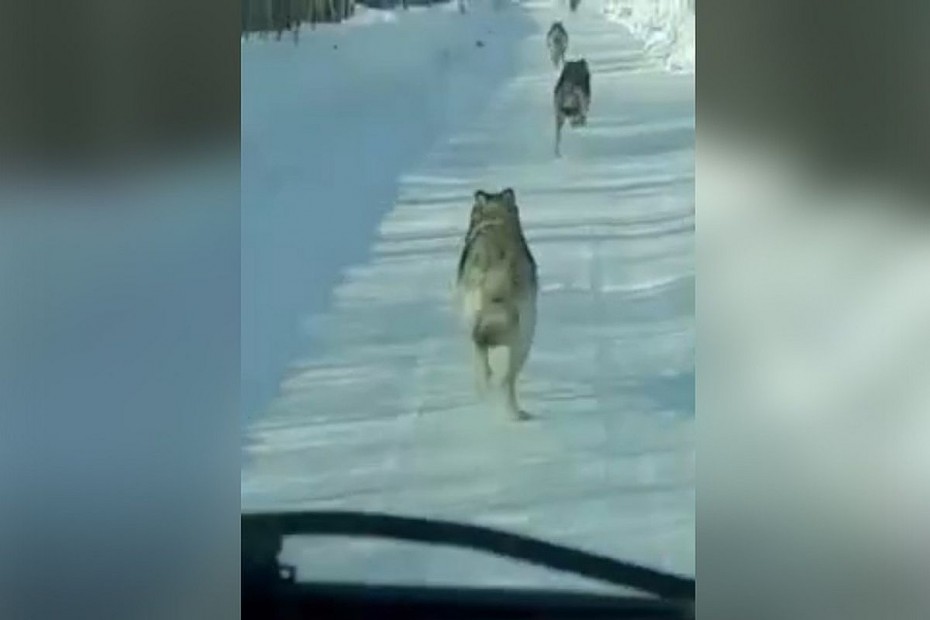 Проводится административное расследование по факту публикации видео убийства волков автомашиной