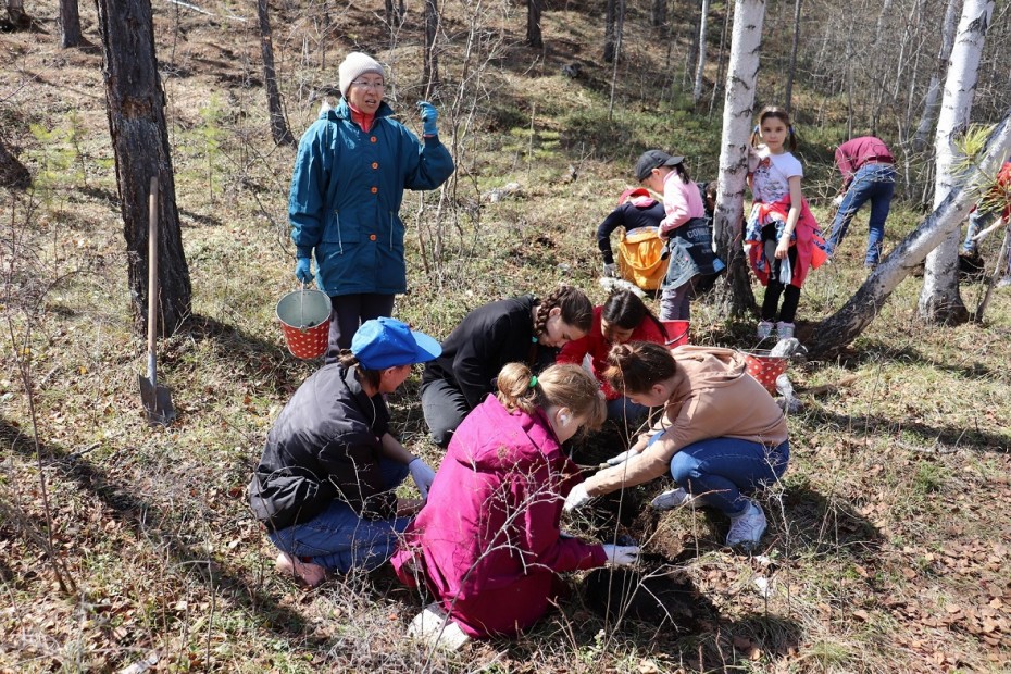 Якутские ученые совместно с компанией Natura Siberica возрождают символ Якутии – цветок Сардаана