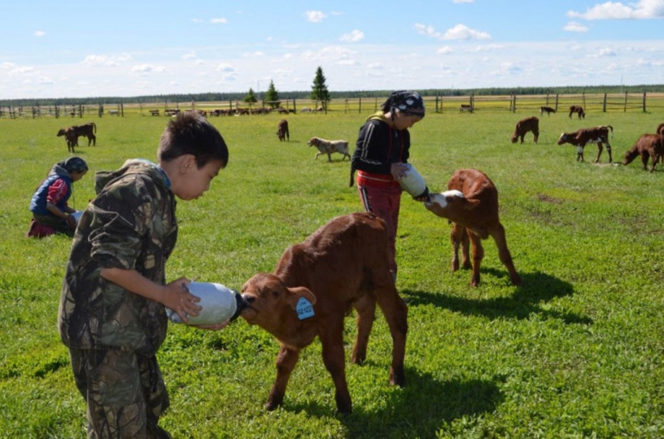 В День сайылыка в селе Таастаах Намского улуса откроется научный центр репродукции генофонда якутского скота