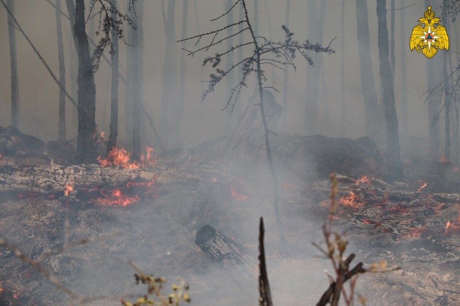 Оперативная информация о лесных пожарах на 14 мая