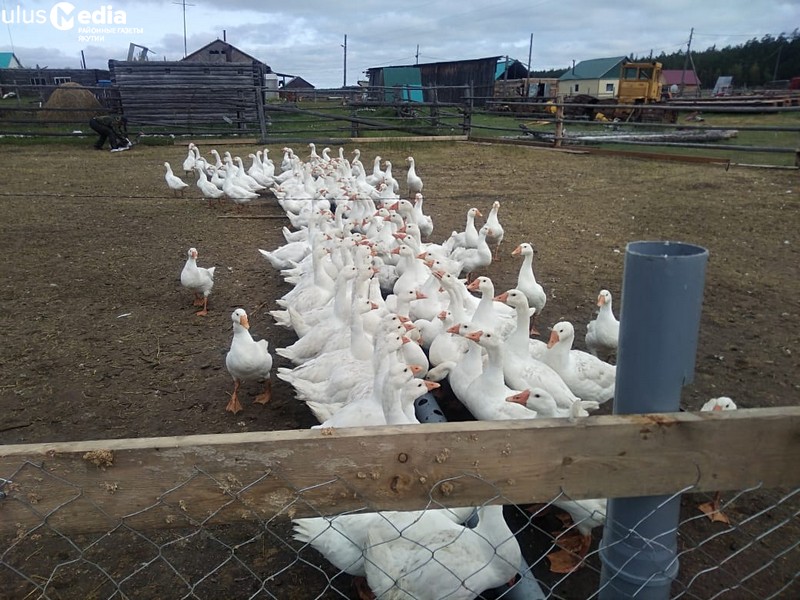 Семейные фермы по разведению гусей планируют развивать в Якутии