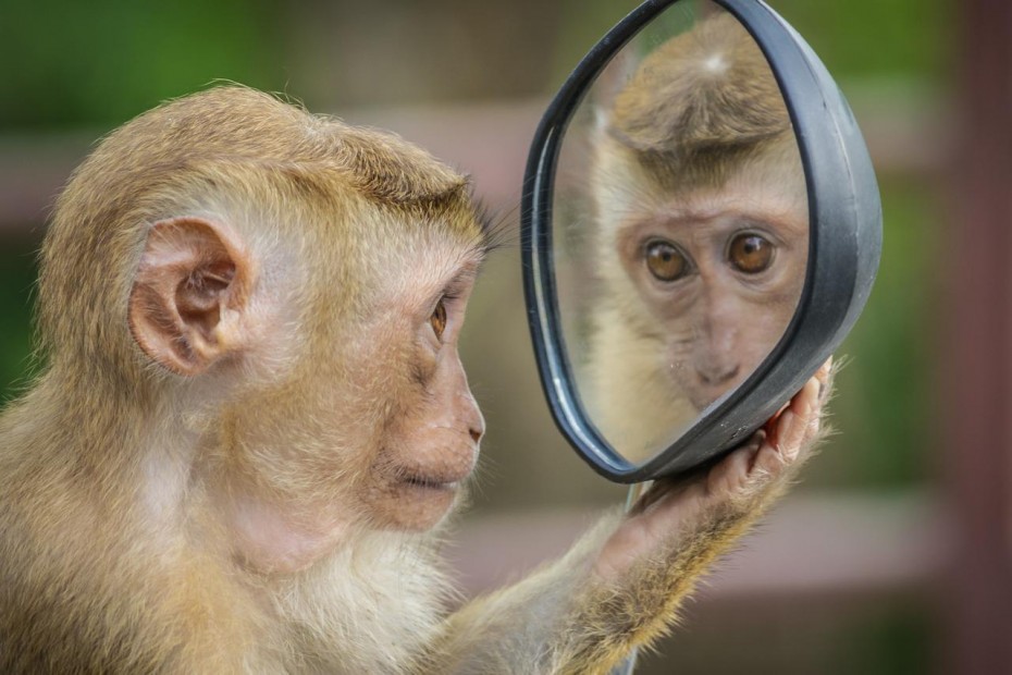 Эксперты рассказали, как оспа обезьян повлияет на туризм
