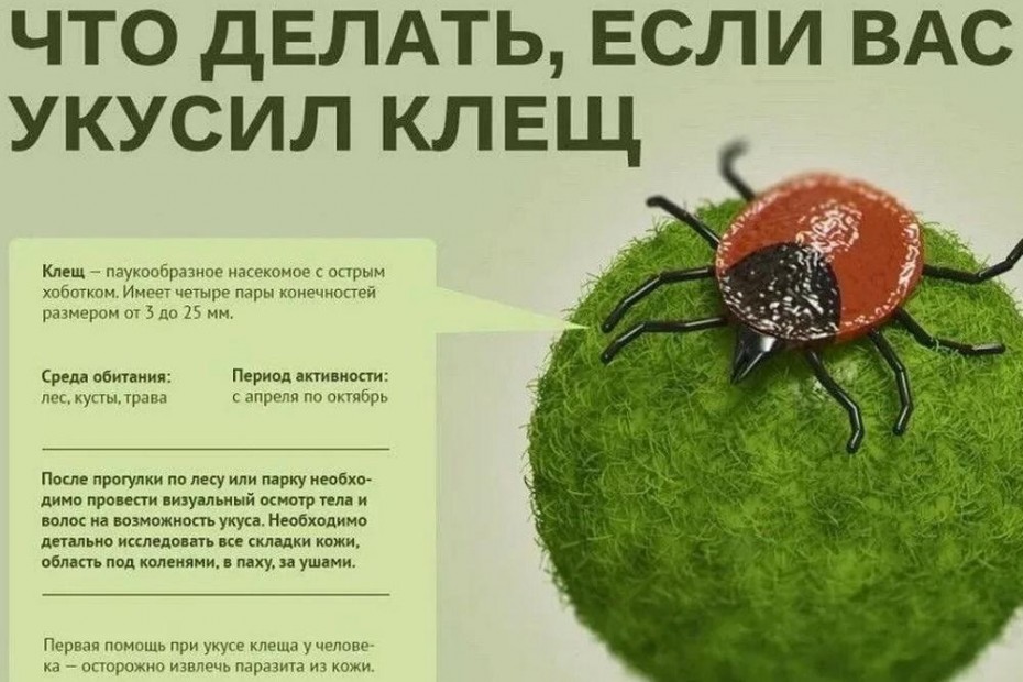 Около 200 укусов клещей зарегистрировано в Якутии