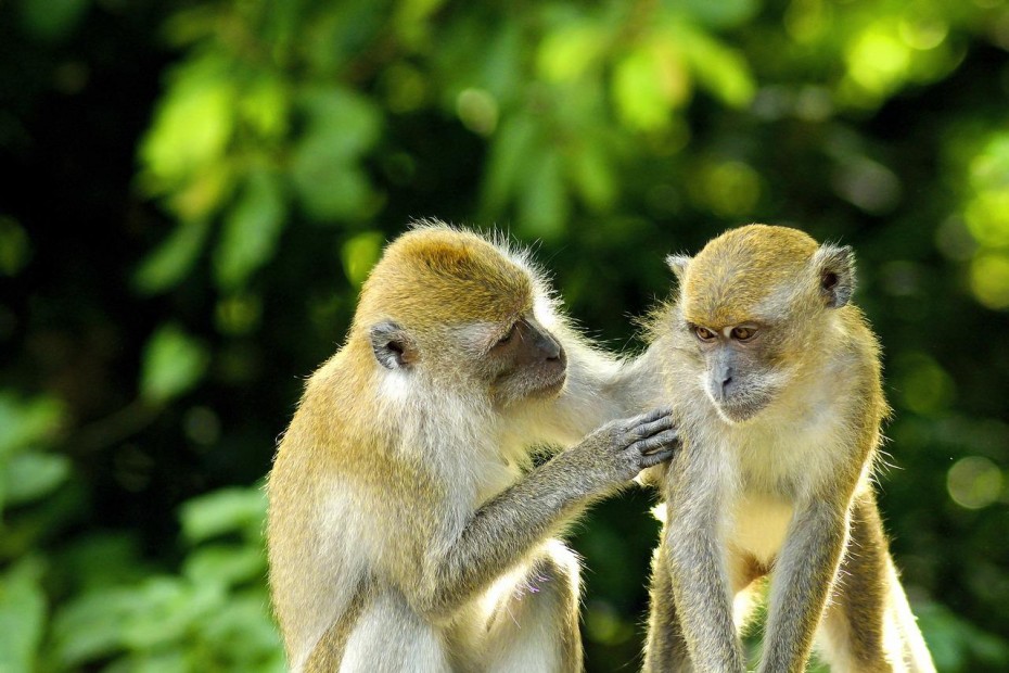 Вирусолог объяснил, как оспа обезьян стала заражать людей