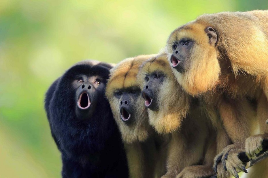Оспа обезьян мутирует в 6-12 раз быстрее, чем ожидалось