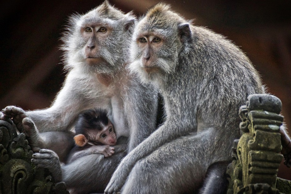 Эпидемию оспы обезьян ожидает 20% опрошенных врачей