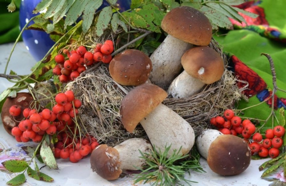 Эх грибочки-ягодки: Госдума может упростить правила закупки дикоросов