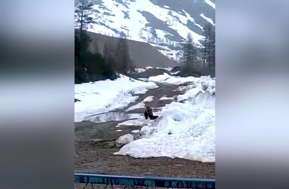 Вахтовики подорвали взрывчаткой медведя, который наведывался в их поселок – видео