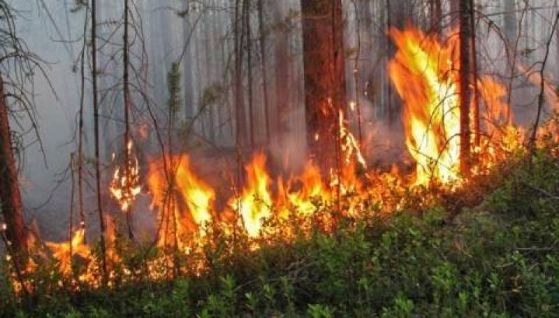 42 лесных пожара действует в Якутии