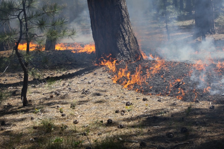 В Якутии ухудшается ситуация с лесными пожарами