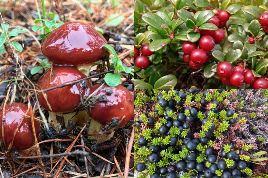 Минэкологии Якутии: К сезону сбора ягод и грибов