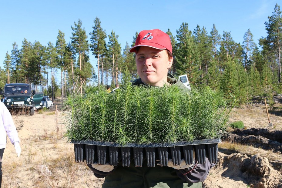 Жители Якутии смогут посадить деревья в рамках Всероссийской акции «Сохраним лес»