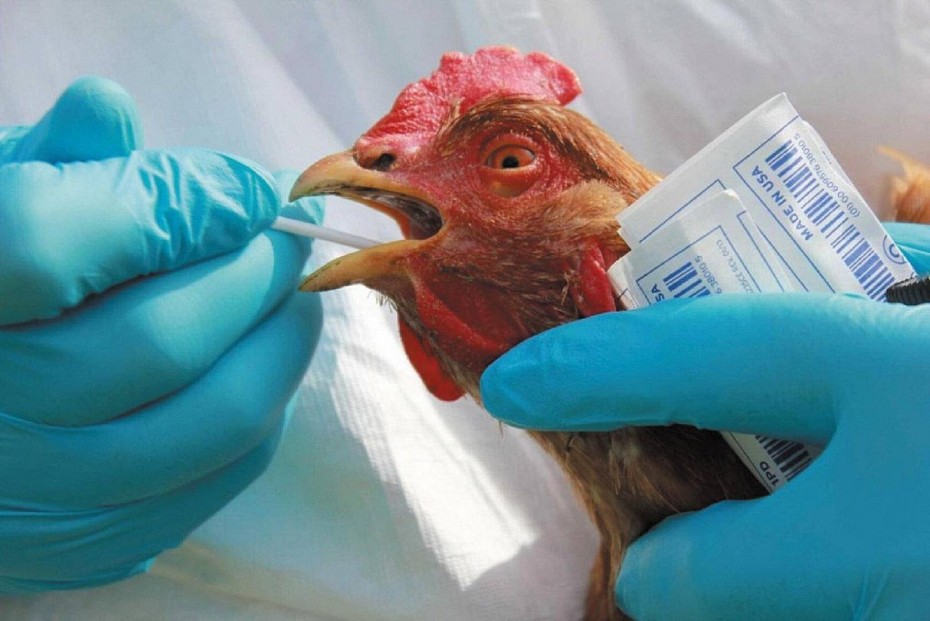 Россельхознадзор по Якутии рекомендует избегать покупки мяса птиц из Магаданской области, где обнаружен грипп птиц