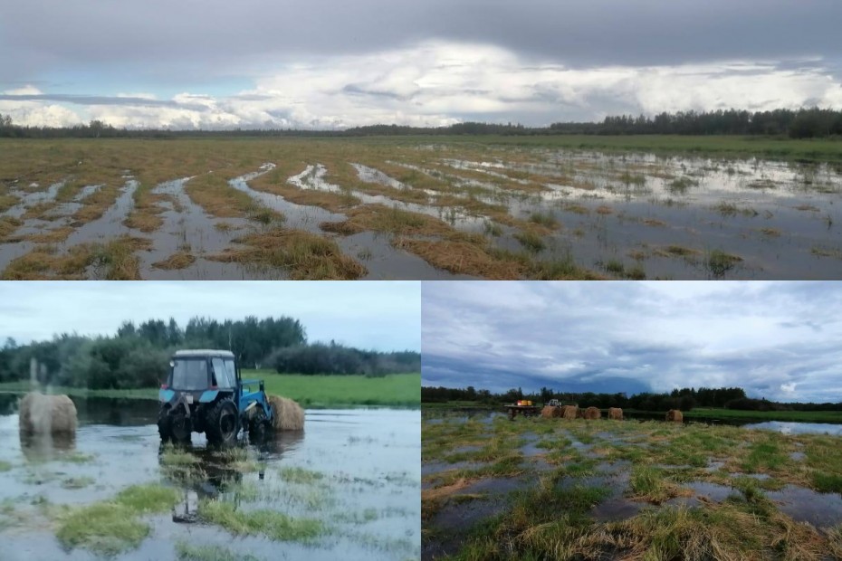 Нашествие саранчи, ливни и наводнение: Объем заготовленного сена в Якутии составляет 58% от плана