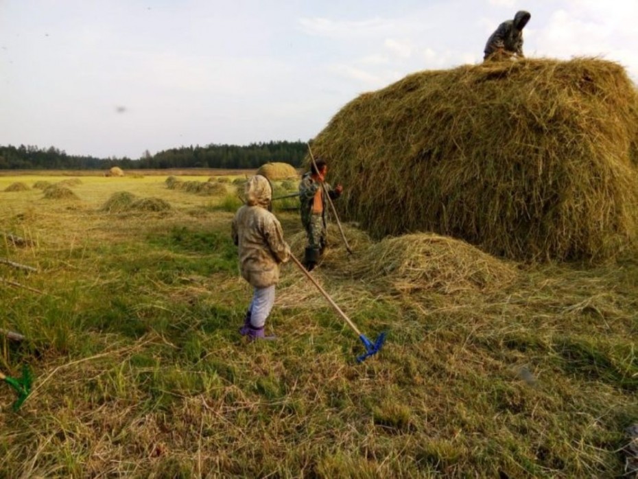 В Якутии на заготовке сена на отдаленных участках работают 206 мобильных бригад