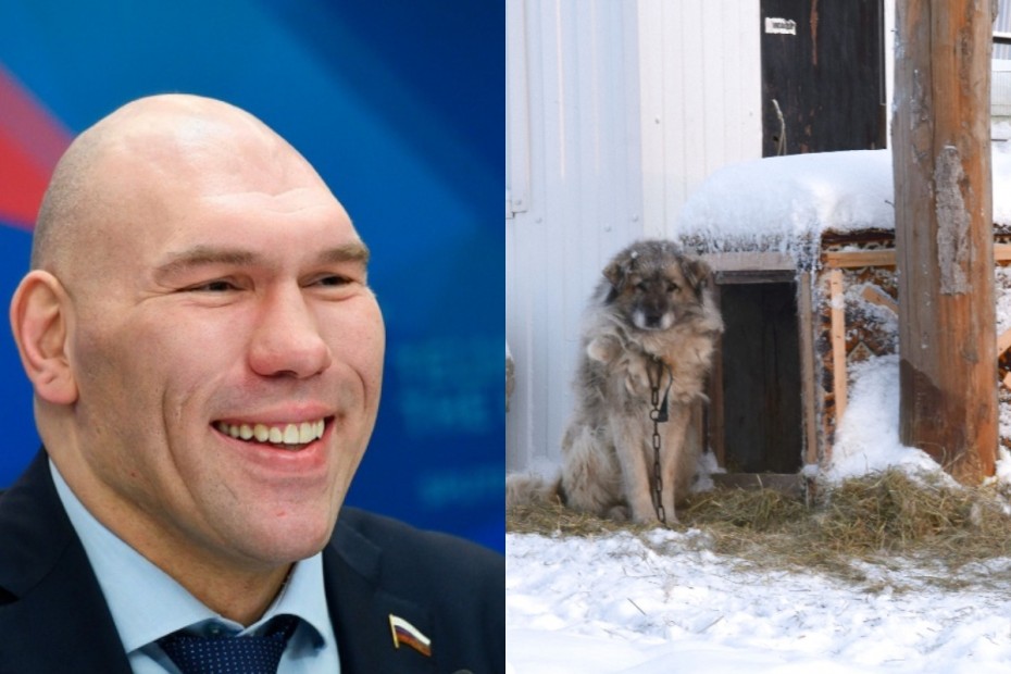Николай Валуев: Для точного мониторинга подсчёт количества собак нужно проводить только зимой