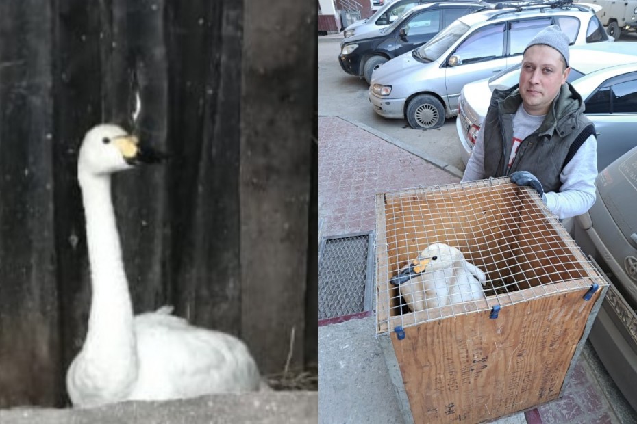 Раненого лебедя спас от холодной смерти неравнодушный житель Нюрбинского района