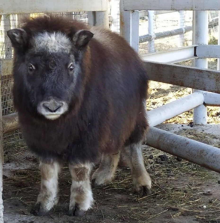 Детеныша овцебыка из зоопарка «Орто дойду» перевезли в Новосибирск