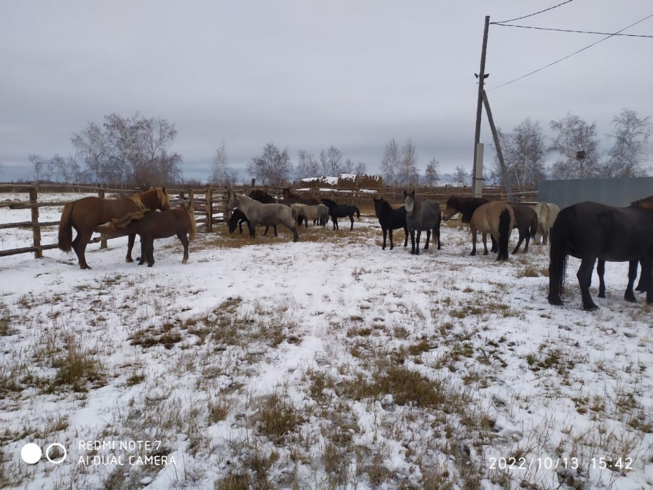 Безнадзорных лошадей выдворяют с территории города Якутска в специализированный пункт передержки