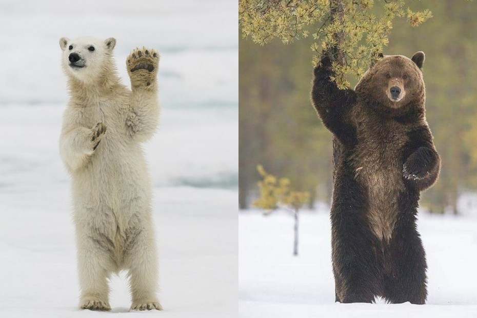Иннокентий Охлопков: Изменение климата сопутствует появлению гибрида белого и бурого медведя в Якутии