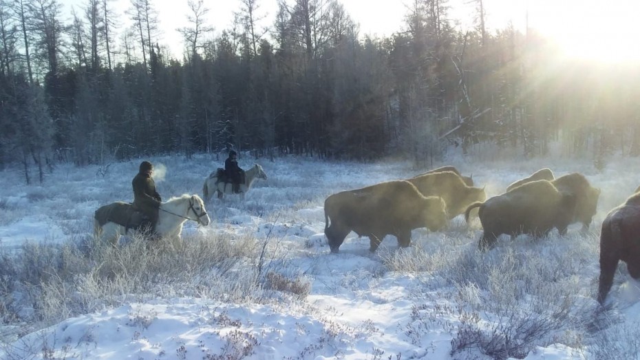 Уникальный эксперимент: Работники парка «Тумара» провели зимний отгон лесных бизонов