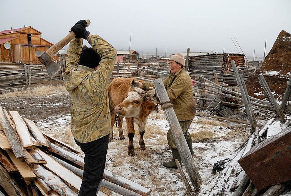 Массовый забой скота начался в Якутии