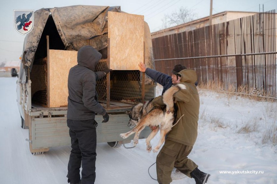 В Якутске проводятся рейды по соблюдению правил содержания домашних животных