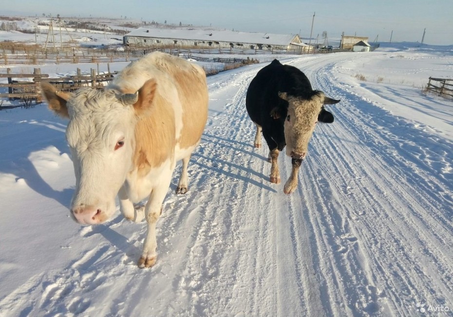 Финансирование сельского хозяйства увеличат в Якутии
