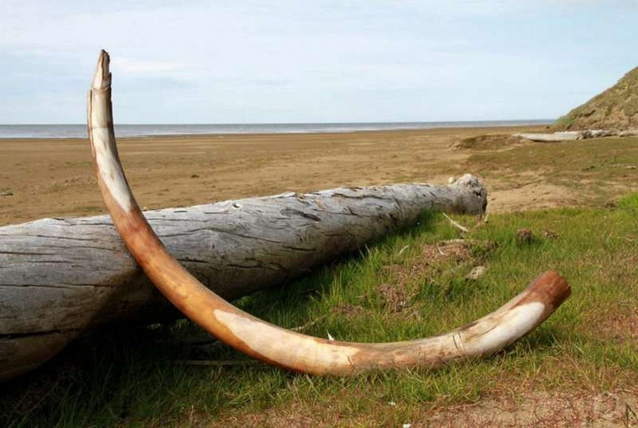 Вопросы пресечения фактов безлицензионной добычи мамонтовой фауны обсудили в прокуратуре Якутии