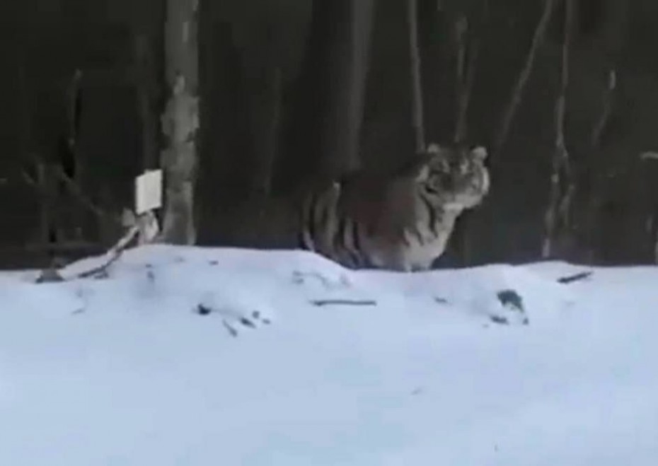 Минэкологии Якутии прокомментировало видео с амурским тигром