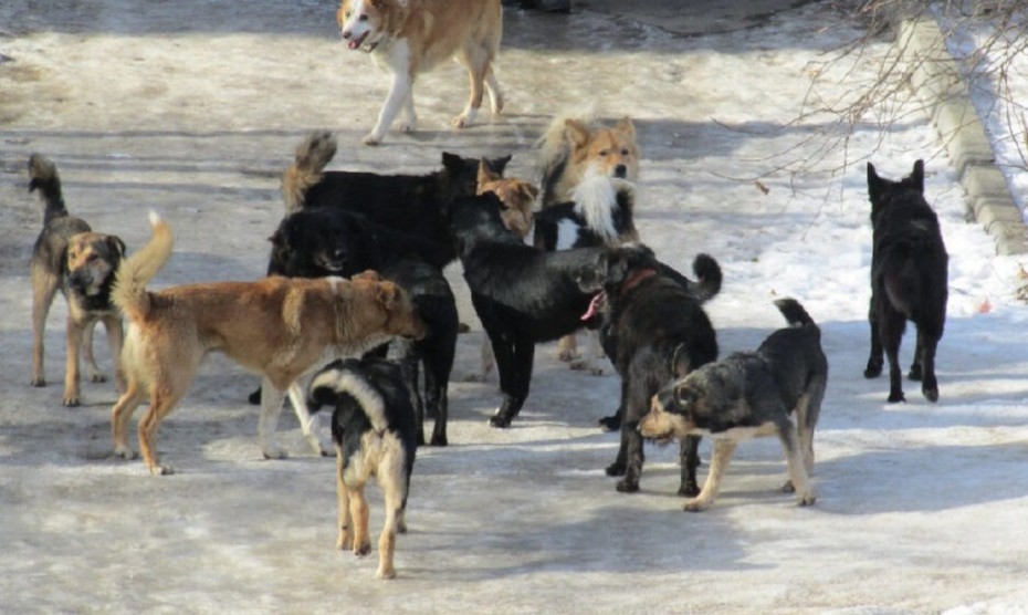 Бездействие администрации села Сунтар по поводу жалоб на безнадзорных собак, привело к искам от прокуратуры Якутии