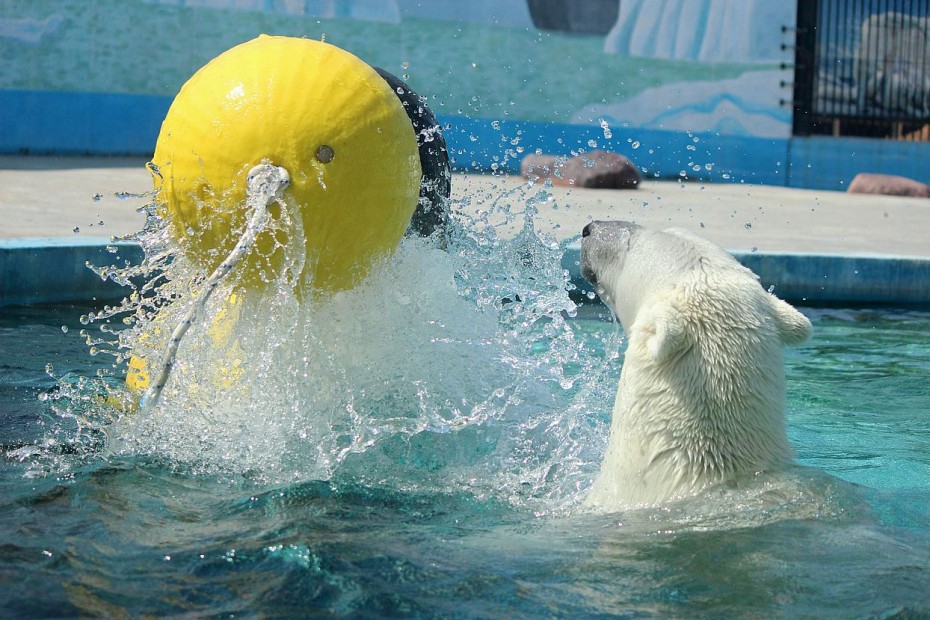 В зоопарк «Лимпопо» белой медведице Аяне доставили новые игрушки