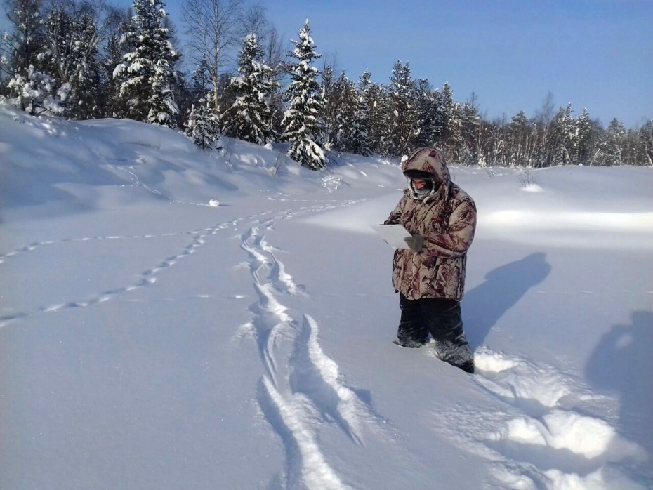 Работы по учету численности охотничьих ресурсов методом зимнего маршрутного учета начинаются в Якутии в 2023 году