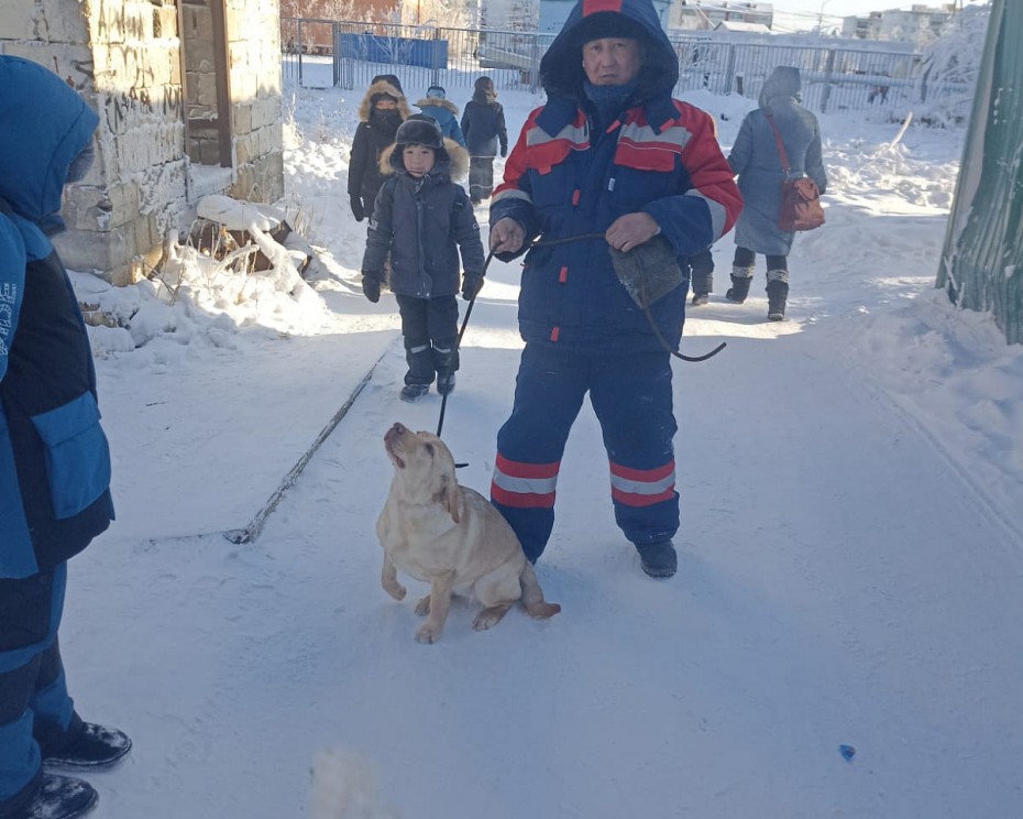 411 безнадзорных собак отловили в Якутске с начала года