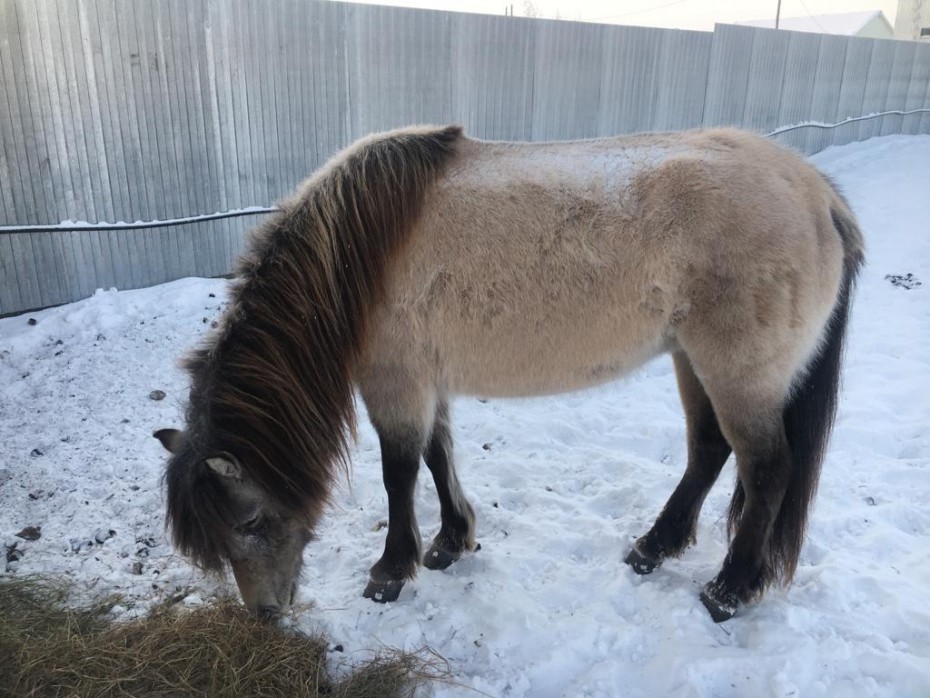За свободный выпас оштрафованы владельцы 8 лошадей в Якутске