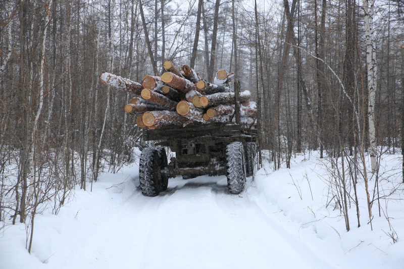 Минэкологии Якутии напоминает об уголовной ответственности за незаконную рубку и перевозку древесины