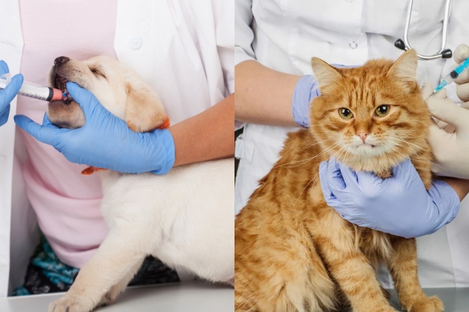 Перенесены даты проведения бесплатной вакцинации собак и кошек против бешенства