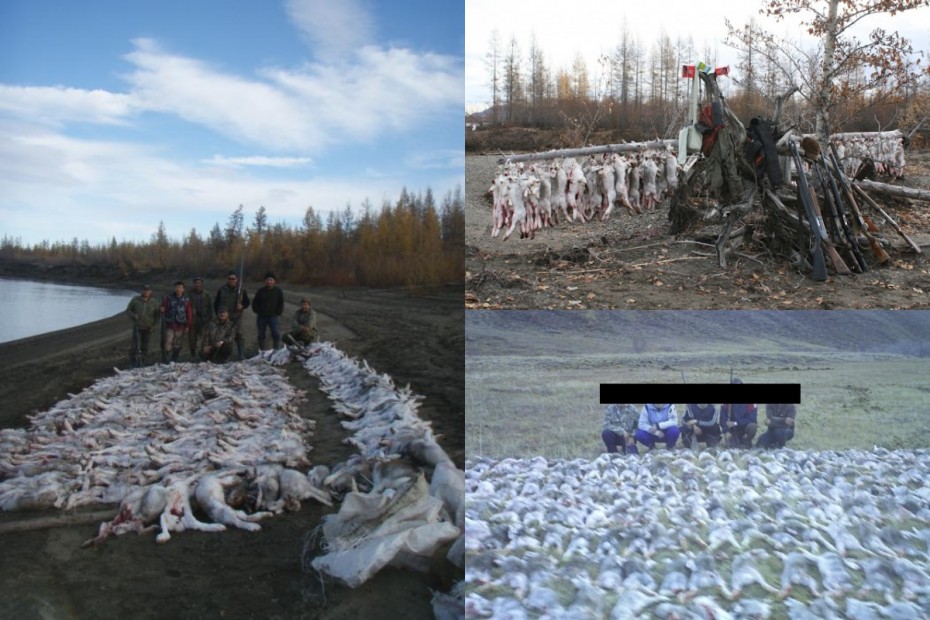 Недосмотр и попустительство: Минэкологии Якутии не принимает мер по выявлению фактов незаконной охоты