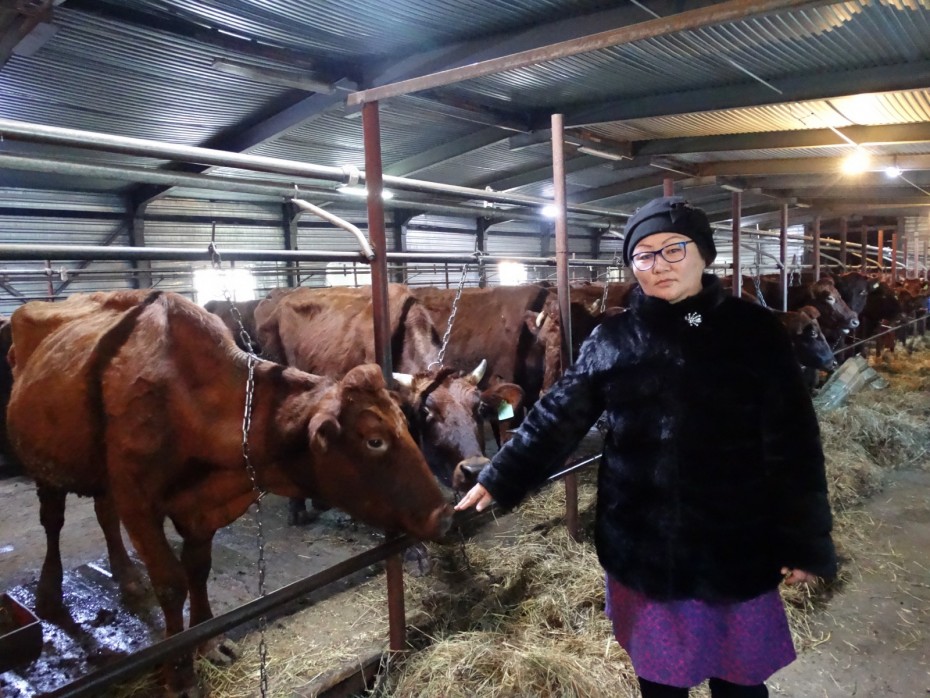 Наиболее популярными направлениями грантов для семейных ферм Якутии стали скотоводство и табунное коневодство