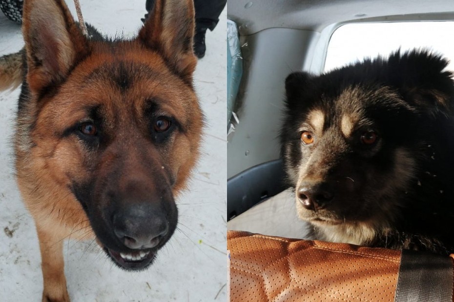 За прошлую неделю в Якутске отловили 47 собак