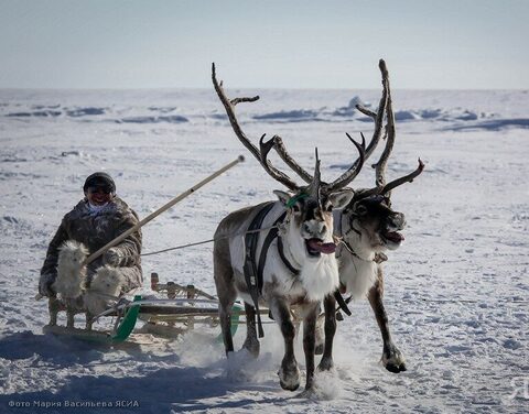 В Якутии 15 - 19 марта состоится Международный чемпионат по традиционному оленеводству