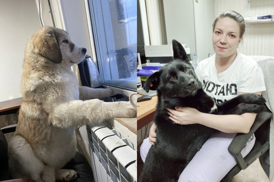 Эпидемия бруцеллеза среди собак в приюте Якутска не подтвердилась