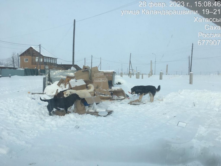 Ещё 50 собак отловили в Якутске