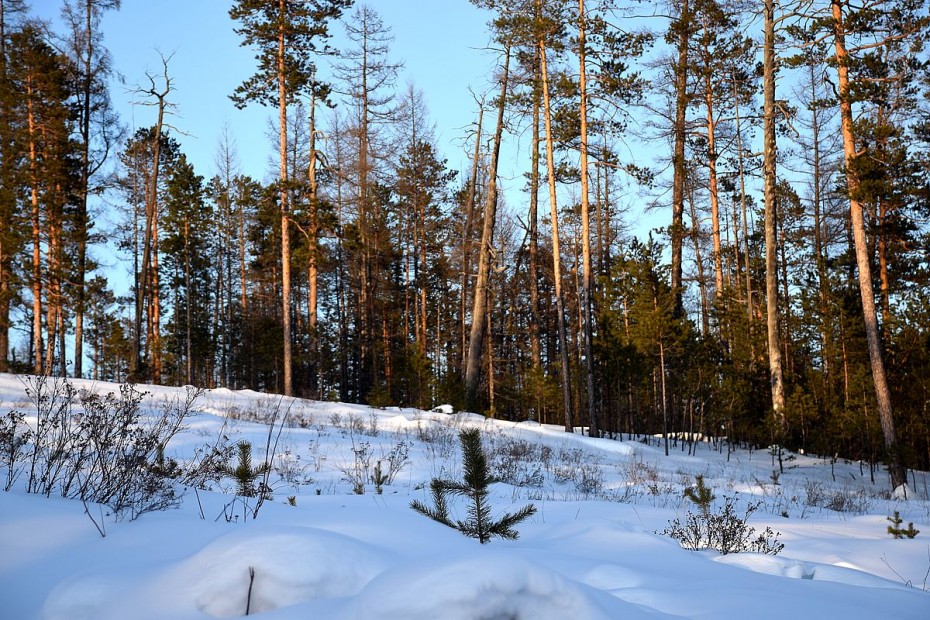 Восстановить на 30 тысяч гектар леса больше чем в прошлом году намерены в Якутии